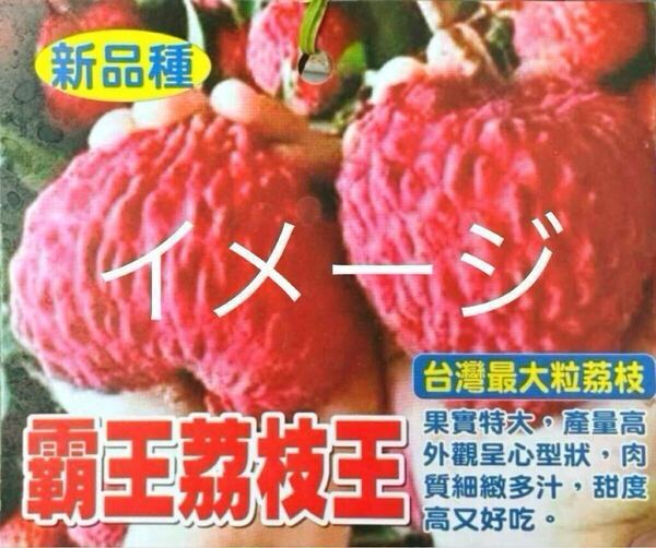 ☆★激ウマ★☆ 霸王枝王 キングライチ ジャンボ種無しライチ 接木苗 各1本 送料込み