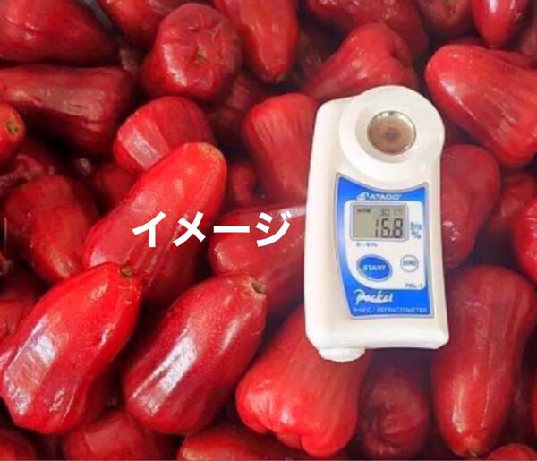 ☆★激ウマ★☆ 黑金剛レンブ 接木苗 1本 送料込み