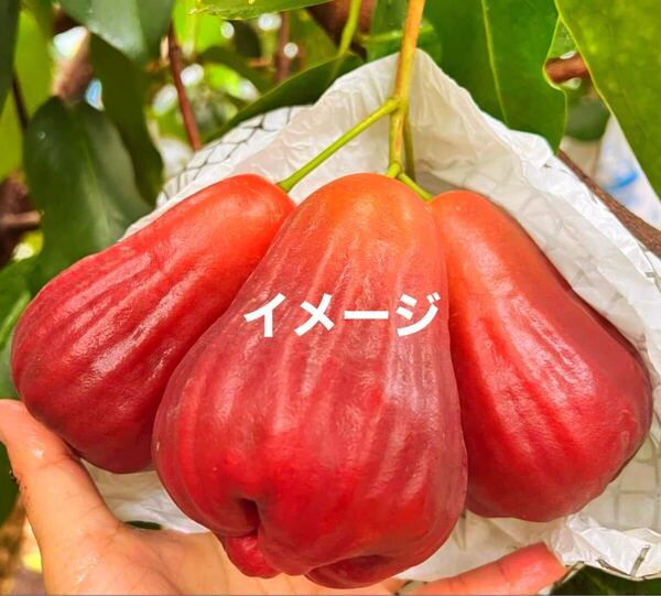☆★激ウマ★☆ 巧克力レンブ チョコレートレンブ 接木苗 1本 送料込み
