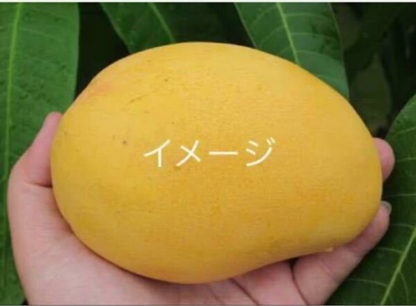 ☆★激ウマ★☆ 台農 タイノウマンゴー 接木苗 1本 送料込み