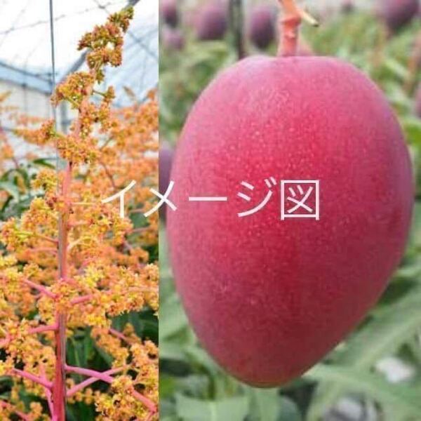 ☆★激ウマ★☆ アップルマンゴー 苗木 接木苗 1本 送料込