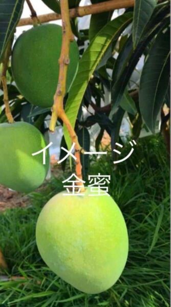 ☆★SALE★☆ 金蜜マンゴー 大苗 苗木 1本 送料込