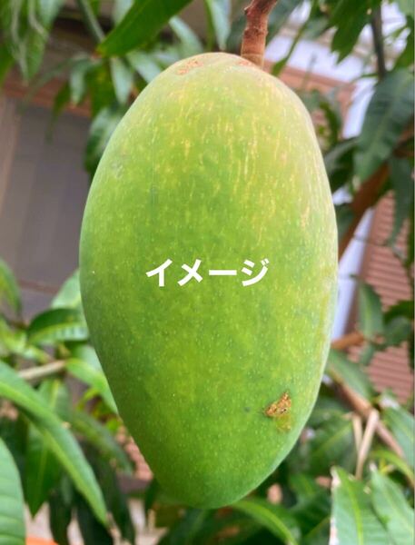 ☆★激ウマ★☆ キンコウマンゴー 接木苗 1本 送料込み