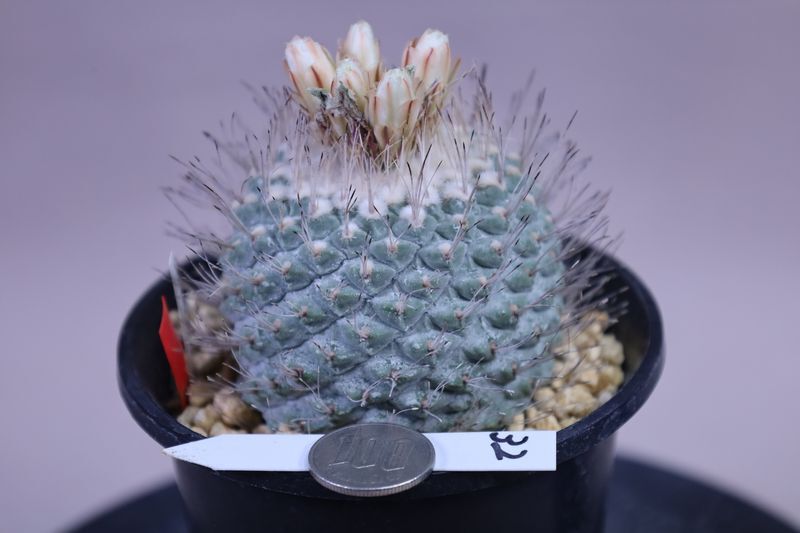 Yahoo!オークション -「サボテン 菊水」(サボテン) (観葉植物)の