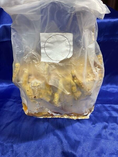 【送料無料】【産卵用】植菌レイシ材L2×2本