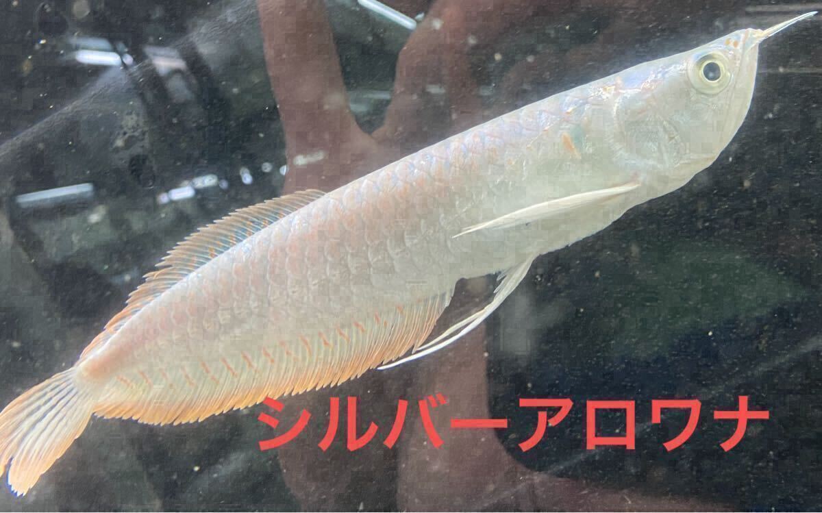 熱帯魚 シルバーアロワナ50+センチ 目ダレ無し - その他