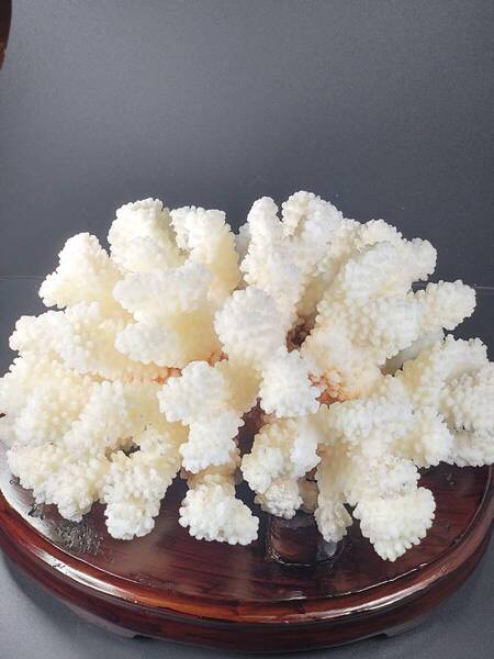 白珊瑚(オブジェ)600g(台座無し) サービス置台付き 070410422601