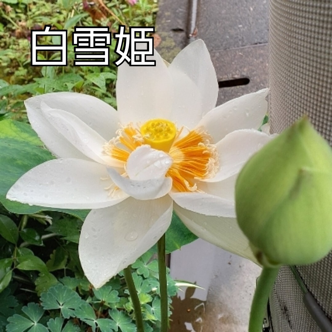 Yahoo!オークション -「花蓮」(その他) (苗)の落札相場・落札価格 Yahoo!オークション -「花蓮」(その他) (苗)の落札相場・落札価格