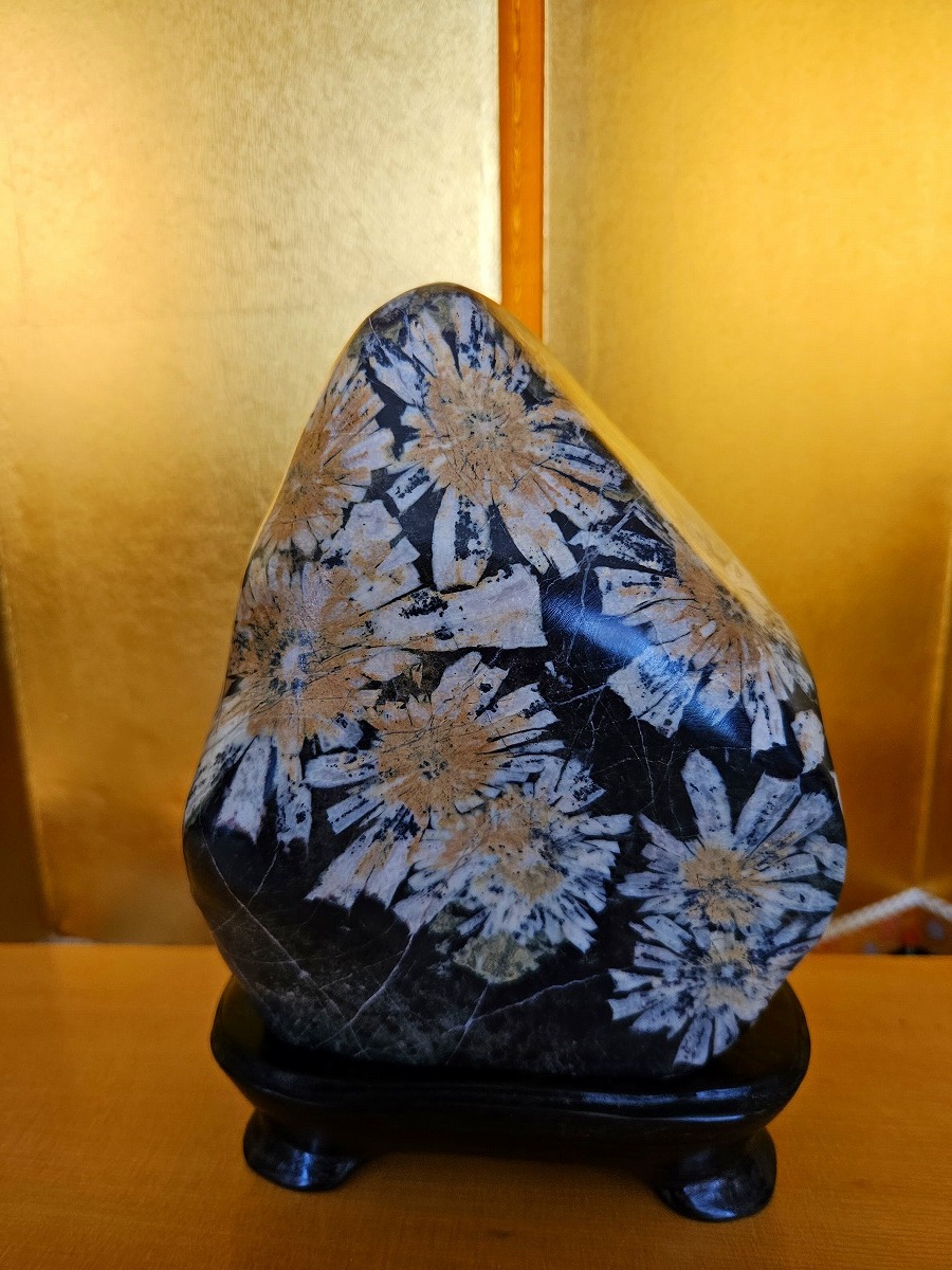 2025年最新】Yahoo!オークション -菊花石 根尾の中古品・新品 2025年最新】Yahoo!オークション -菊花石 根尾の中古品・新品