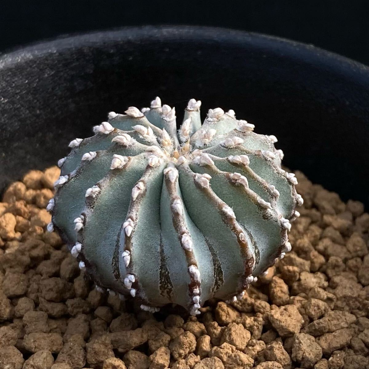 Yahoo!オークション -「ゲオヒントニア メキシカーナ」(観葉植物 Yahoo!オークション -「ゲオヒントニア メキシカーナ」(観葉植物