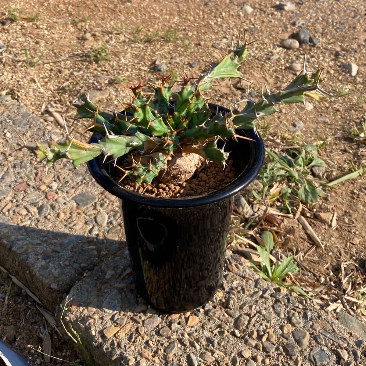 Yahoo!オークション -「ユーフォルビアクラビゲラ」(観葉植物 Yahoo!オークション -「ユーフォルビアクラビゲラ」(観葉植物
