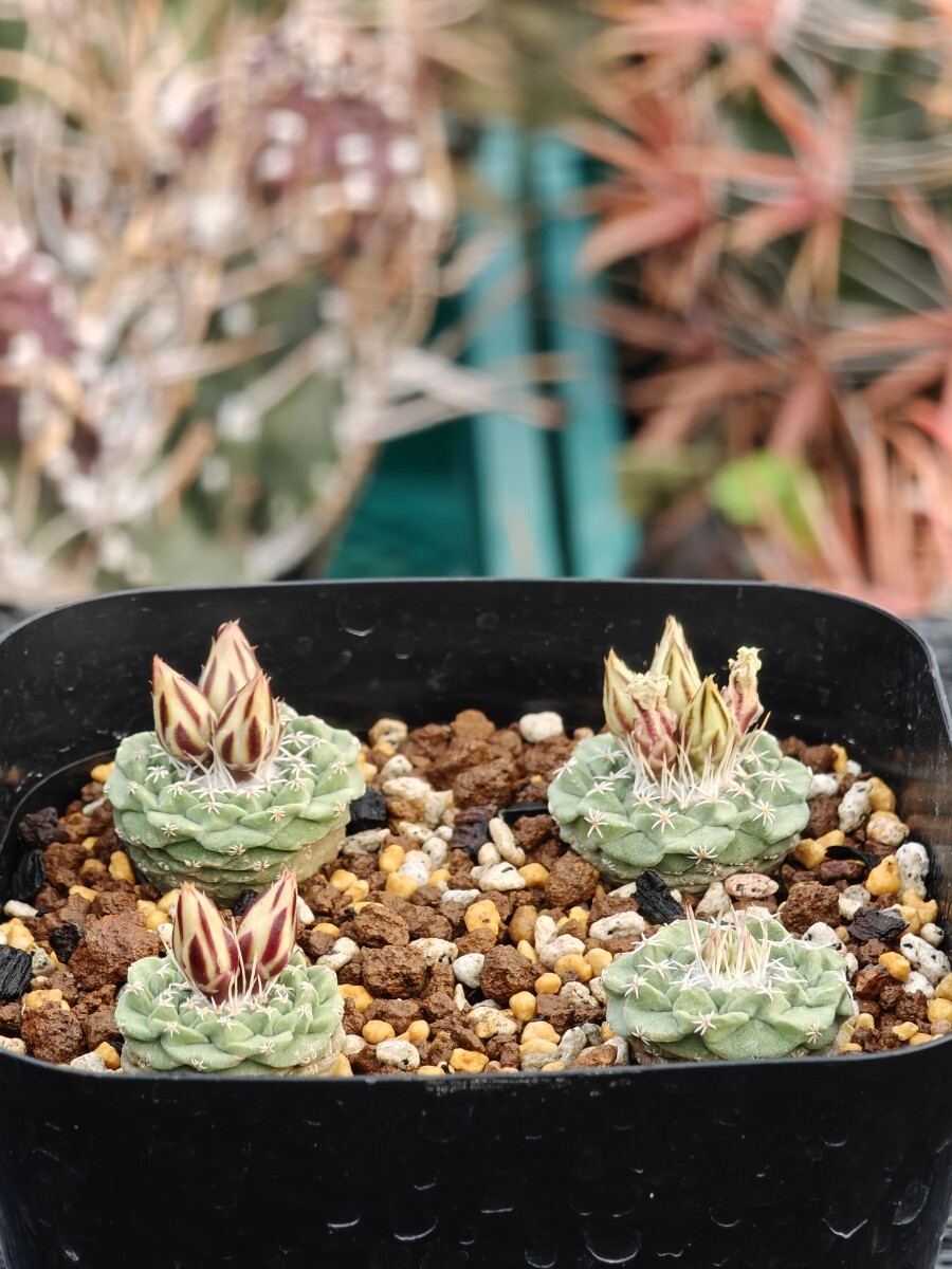 種子 菊水 50粒 - (株) 奈良多肉植物研究会 -多肉植物・サボテン