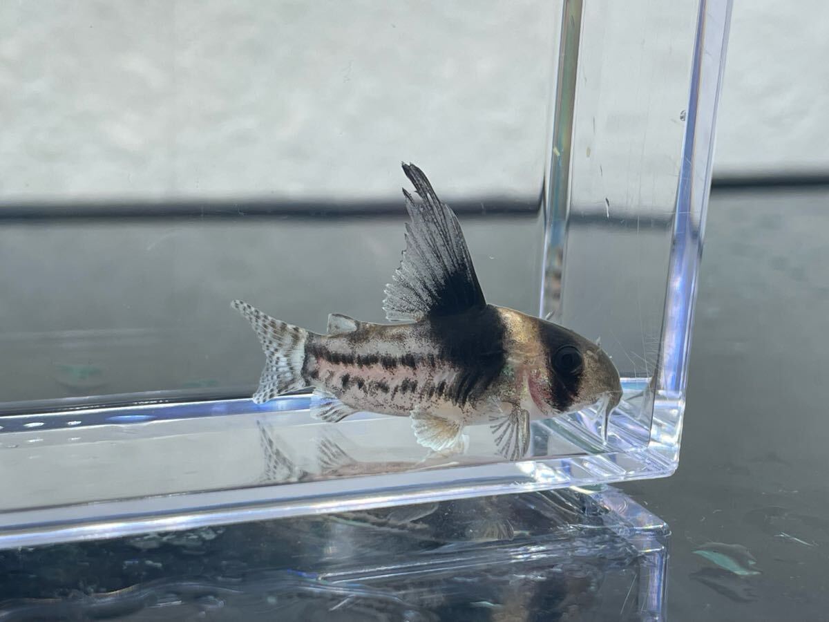 Yahoo!オークション -「コリドラス コルレア」(淡水魚) (熱帯魚