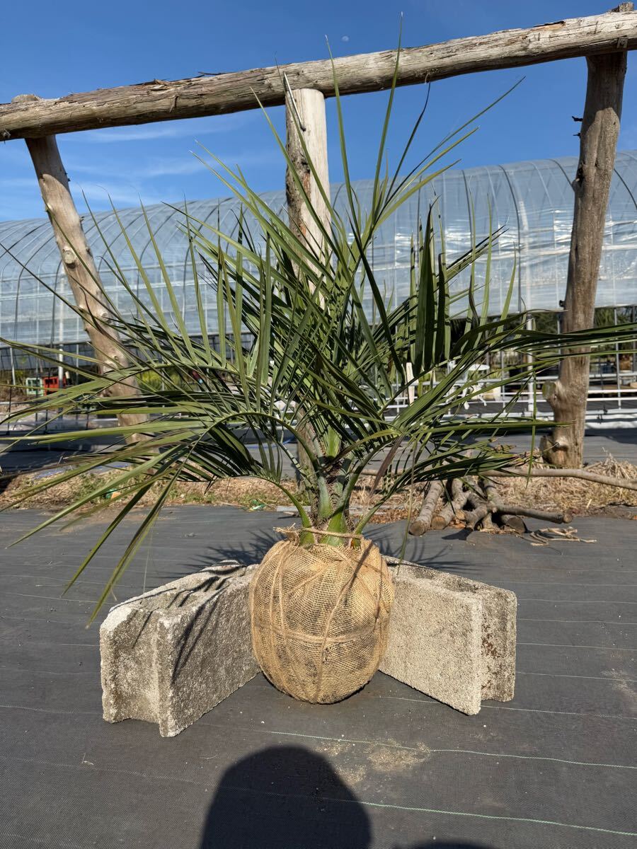 Yahoo!オークション -「ココスヤシ シルバーリーフ」(観葉植物 Yahoo!オークション -「ココスヤシ シルバーリーフ」(観葉植物