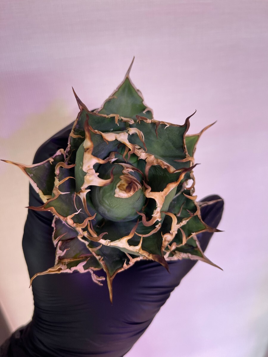 2025年最新】アガベ シーザーの観葉植物商品一覧 - Yahoo 2025年最新】アガベ シーザーの観葉植物商品一覧 - Yahoo