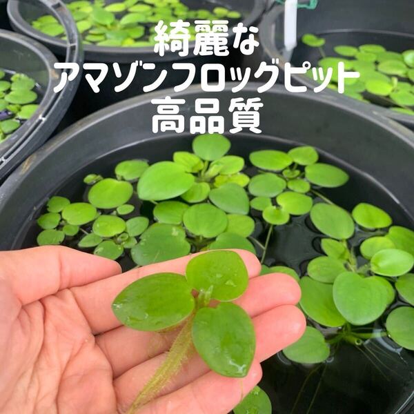 きれいなアマゾンフロッグピット5株(ゆうパケットポストミニ発送)
