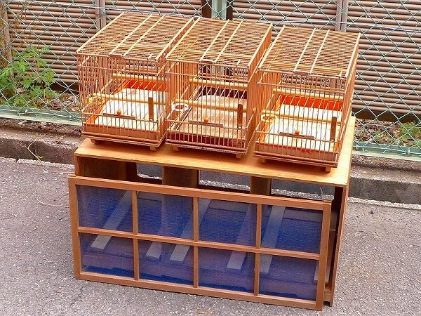 2025年最新】メジロ用の鳥かごを豊富なラインナップでご紹介 2025年最新】メジロ用の鳥かごを豊富なラインナップでご紹介