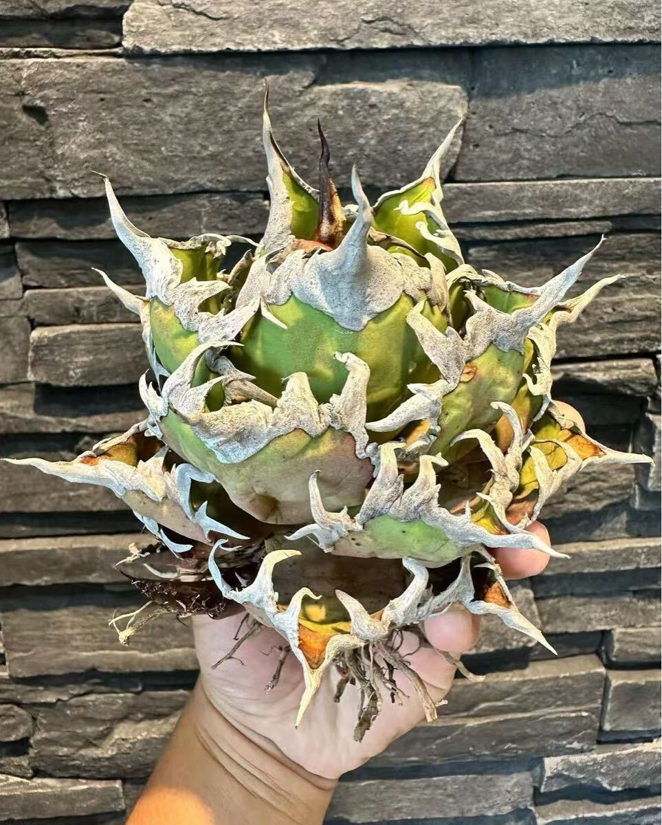 2025年最新】アガベ シーザーの観葉植物商品一覧 - Yahoo 2025年最新】アガベ シーザーの観葉植物商品一覧 - Yahoo