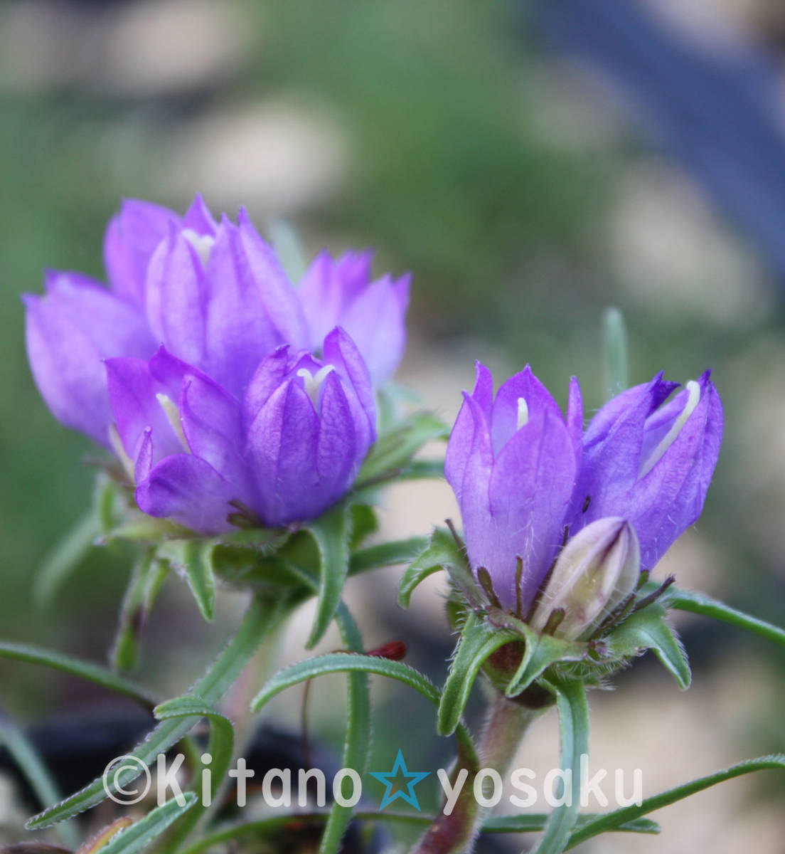 Goods Online Store Yahoo Directory auction > flower Goods Online Store Yahoo Directory auction > flower