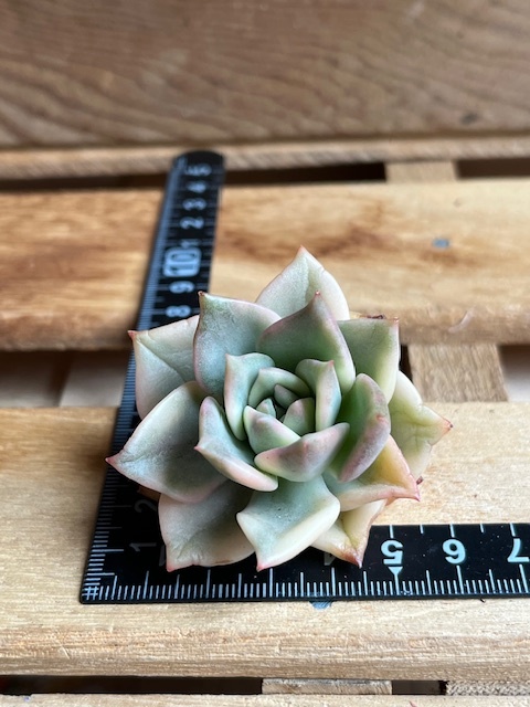 Yahoo!オークション -「キメラ」(サボテン) (観葉植物)の落札 Yahoo!オークション -「キメラ」(サボテン) (観葉植物)の落札