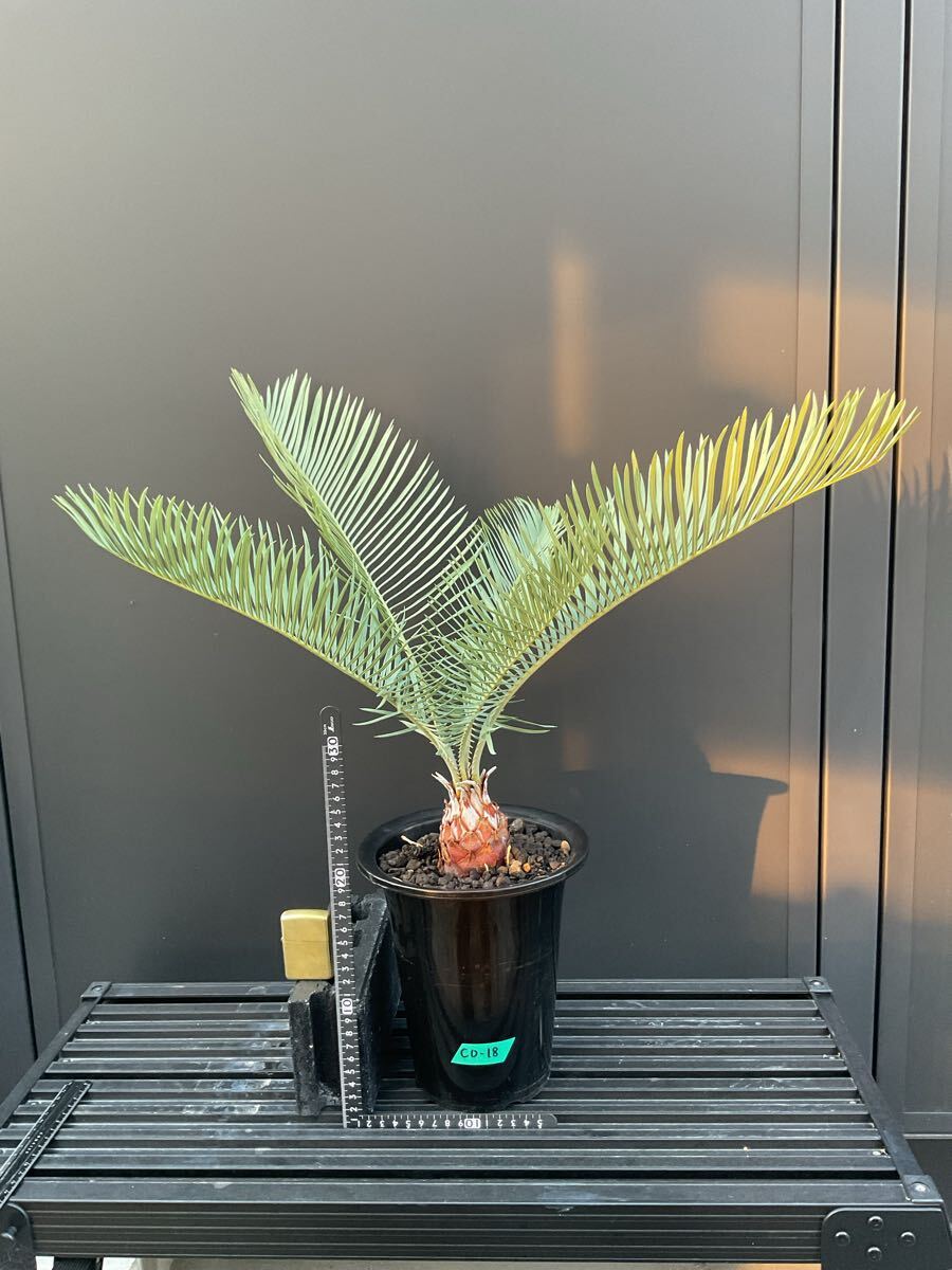 Yahoo!オークション -「ソテツ」(ヤシ) (観葉植物)の落札相場 Yahoo!オークション -「ソテツ」(ヤシ) (観葉植物)の落札相場