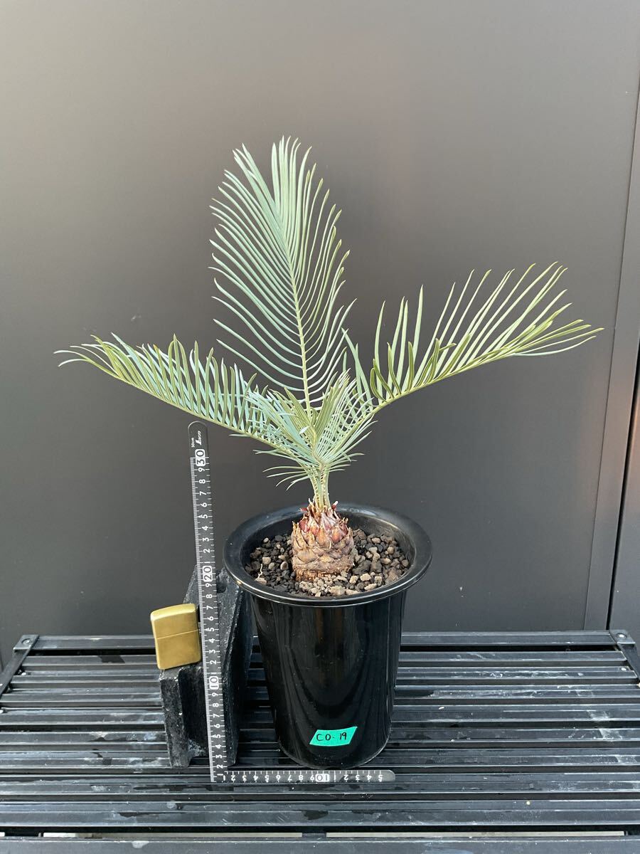Yahoo!オークション -「ソテツ」(ヤシ) (観葉植物)の落札相場 Yahoo!オークション -「ソテツ」(ヤシ) (観葉植物)の落札相場