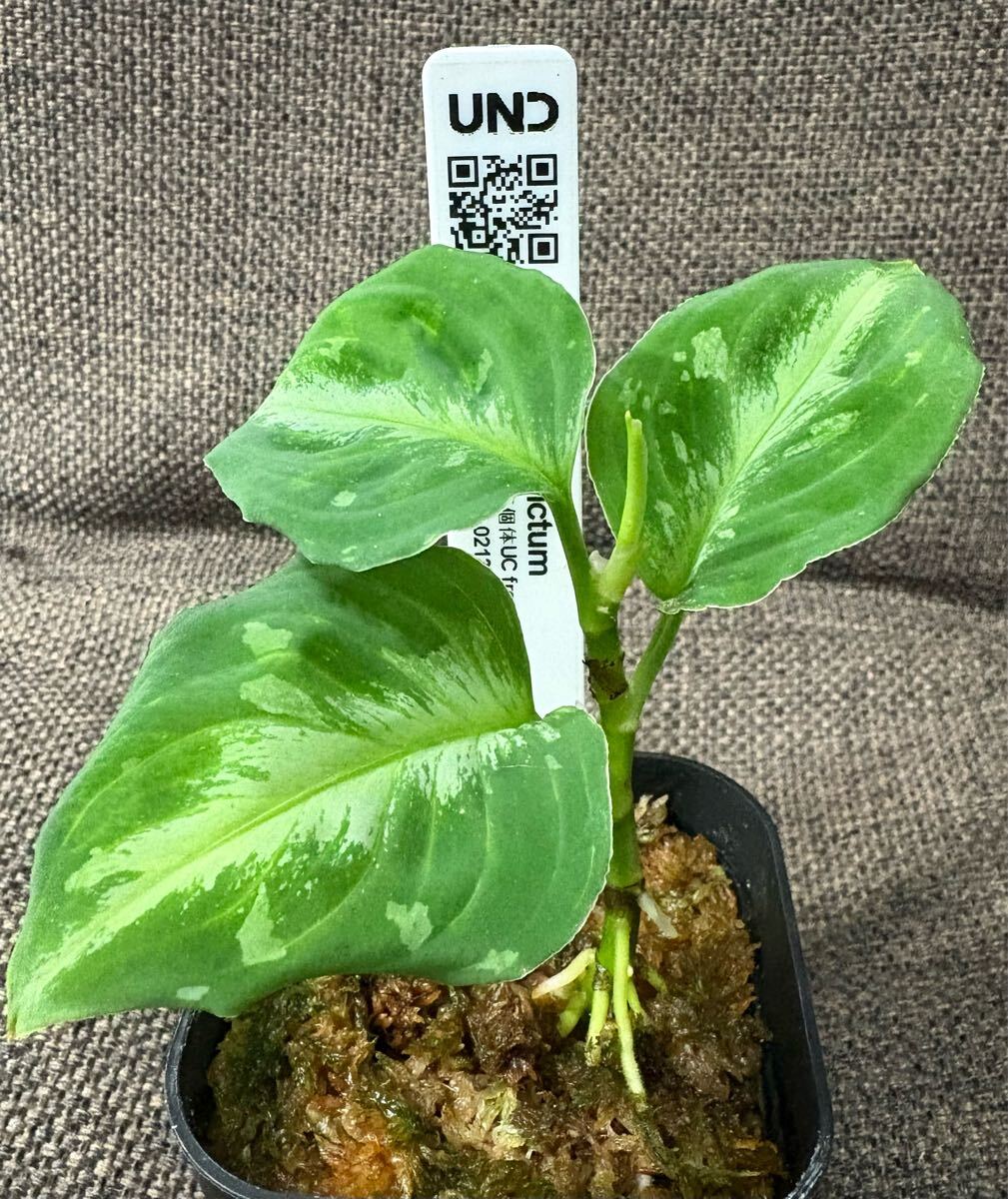 Yahoo!オークション -「ラプラス」(観葉植物) の落札相場・落札価格 Yahoo!オークション -「ラプラス」(観葉植物) の落札相場・落札価格