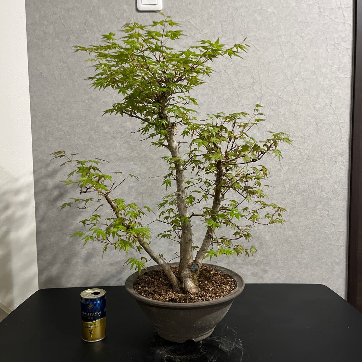 Yahoo!オークション - 盆栽 (花、園芸) の中古品・新品・未使用品 Yahoo!オークション - 盆栽 (花、園芸) の中古品・新品・未使用品