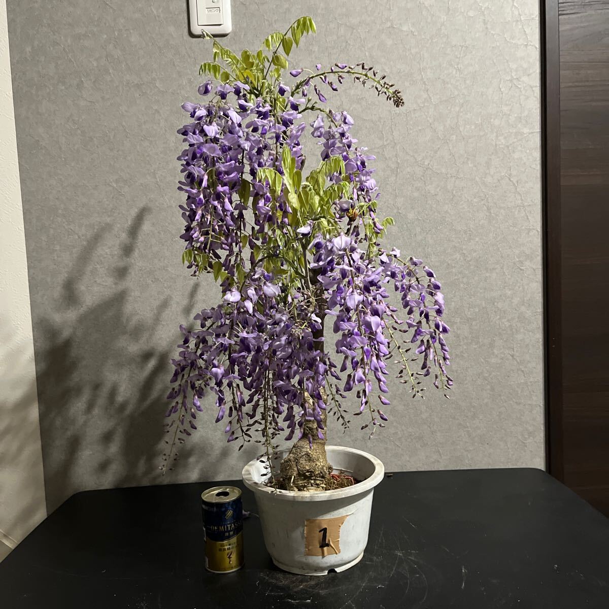 2025年最新】Yahoo!オークション -藤 盆栽の中古品・新品・未 2025年最新】Yahoo!オークション -藤 盆栽の中古品・新品・未