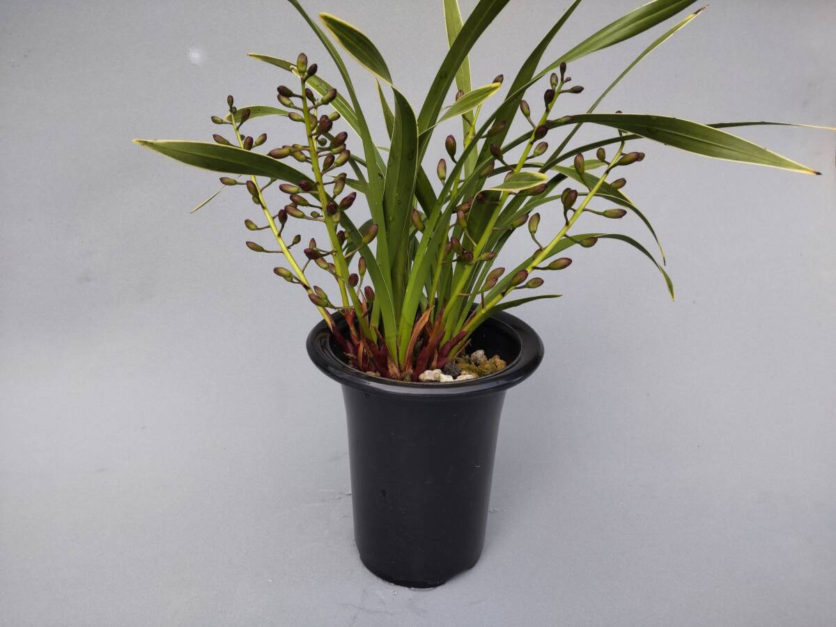 2025年最新】キンリョウヘンの美しいラン鉢植えが勢揃い - Yahoo 2025年最新】キンリョウヘンの美しいラン鉢植えが勢揃い - Yahoo