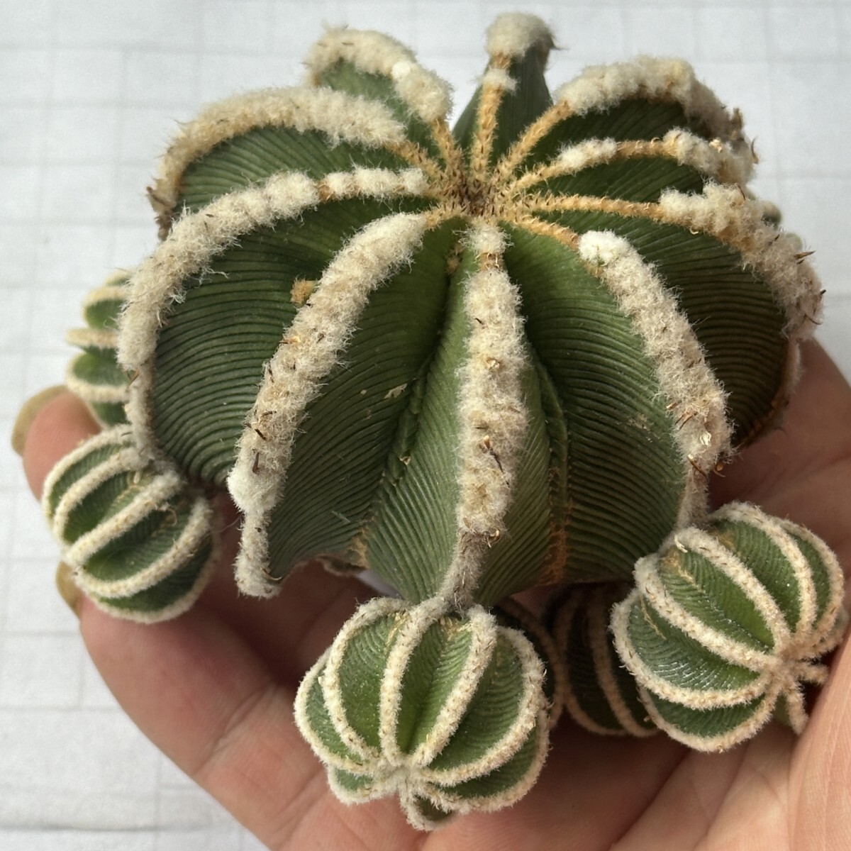 isla del pescado - Aztekium hintonii-アズテキウム・ヒントニー