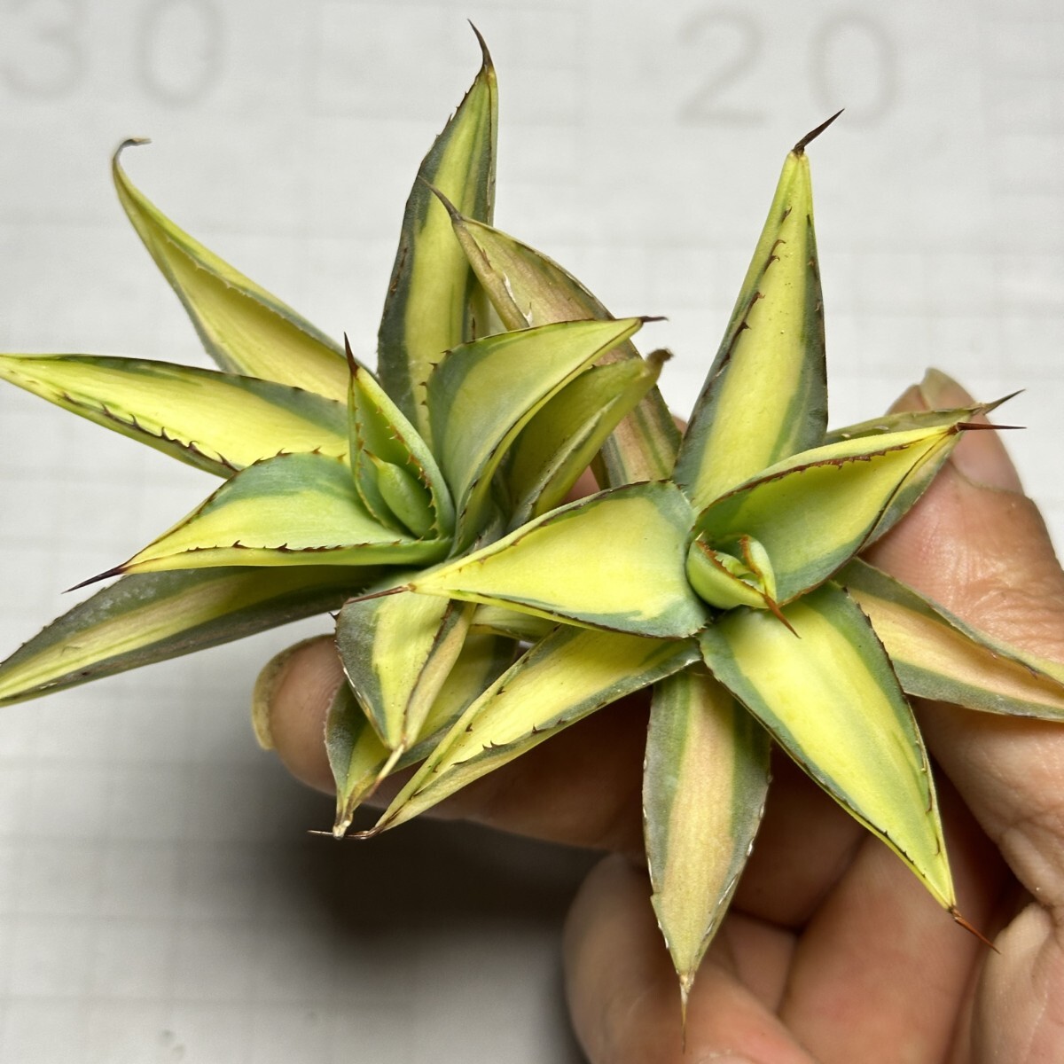 Yahoo!オークション -「バーガンディー」(アガベ) (観葉植物)の Yahoo!オークション -「バーガンディー」(アガベ) (観葉植物)の