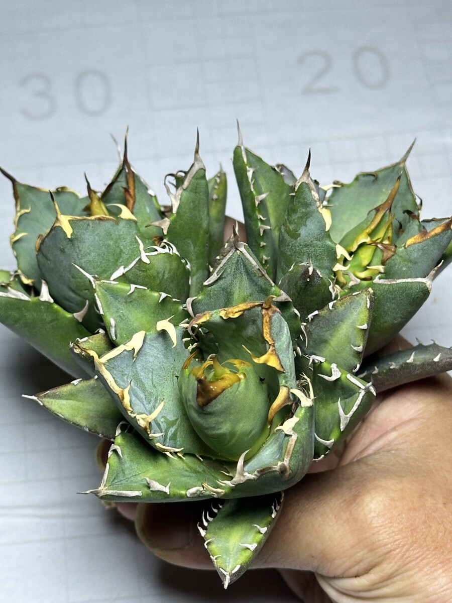 Yahoo!オークション -「crazy!」(アガベ) (観葉植物)の落札相場 Yahoo!オークション -「crazy!」(アガベ) (観葉植物)の落札相場