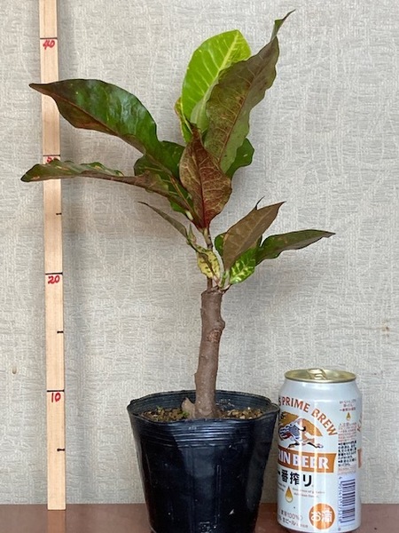 観葉植物 クロトン(広葉系)送料込み(ゆうパック)
