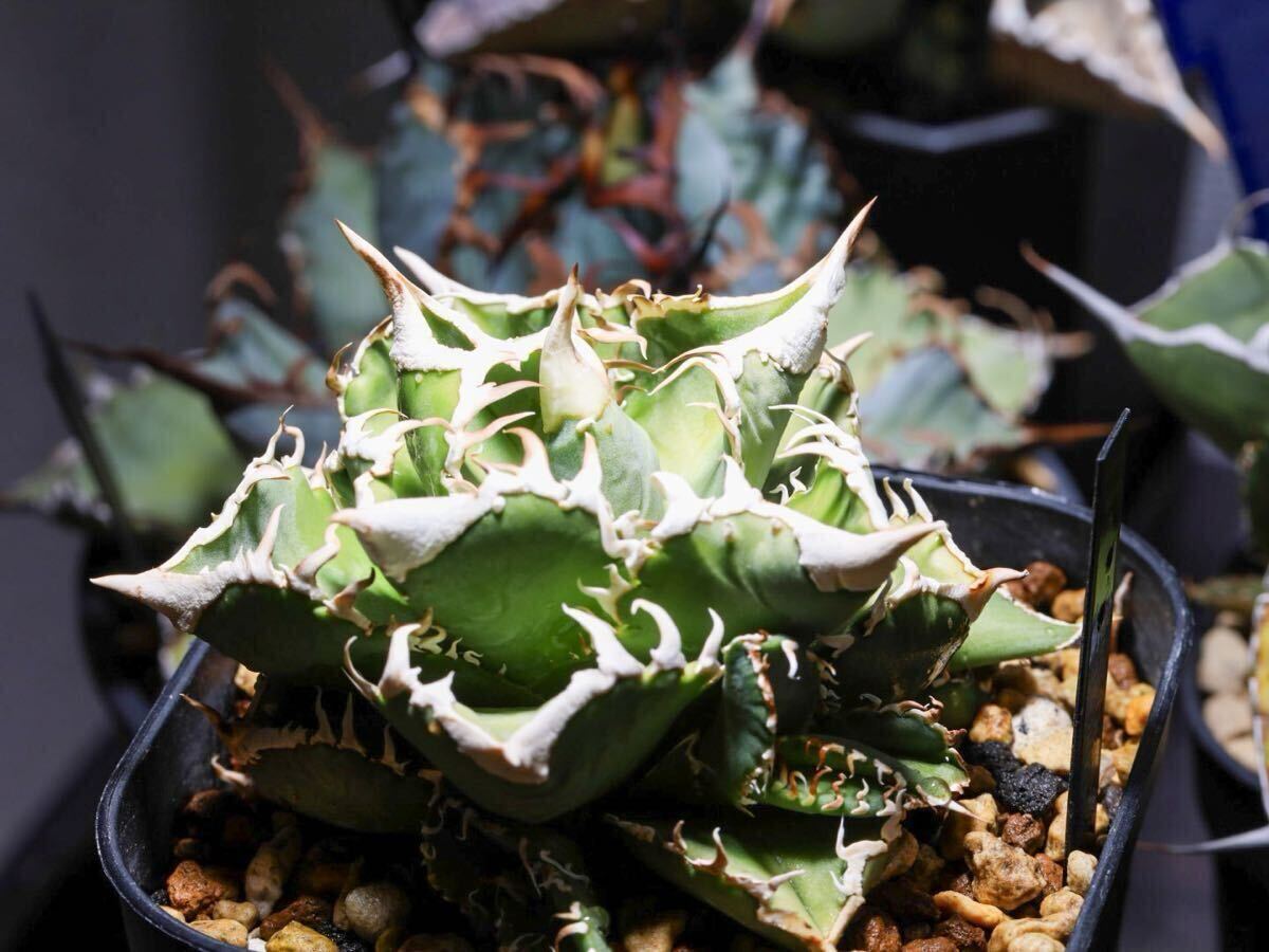 2025年最新】Yahoo!オークション - アガベ(観葉植物 花、園芸)の 2025年最新】Yahoo!オークション - アガベ(観葉植物 花、園芸)の