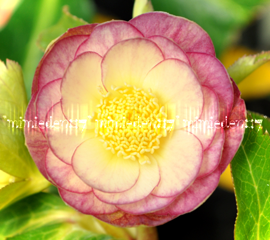 2025年最新】クリスマスローズ 開花中の鉢植えや花が探せる商品 2025年最新】クリスマスローズ 開花中の鉢植えや花が探せる商品
