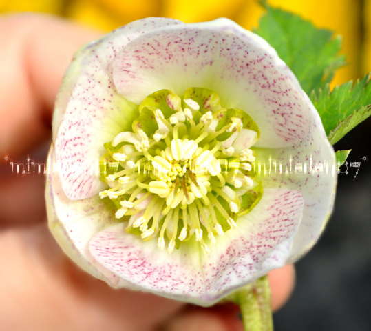 2025年最新】クリスマスローズ 開花中の鉢植えや花が探せる商品 2025年最新】クリスマスローズ 開花中の鉢植えや花が探せる商品