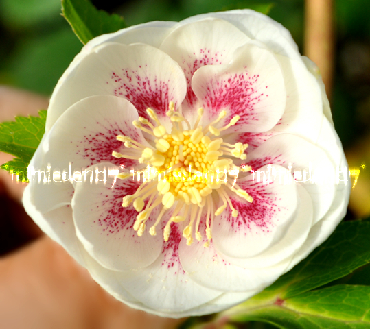 Gallery – Helleborus | Ohgi Nursery