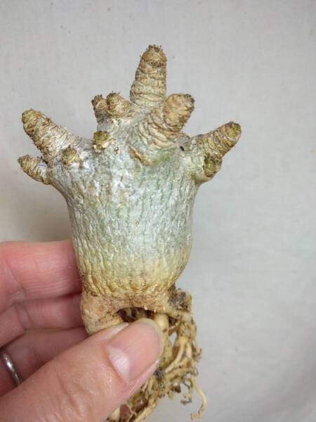 【獅子葉DHA苗】ドーセットホーンエンペラー大苗 adenium dorset horn emperor RN089