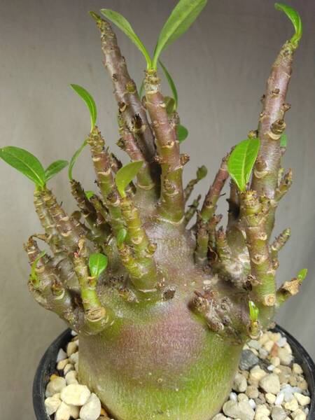 送料込【ドワーフ多頭22cm】アデニウム ドワーフ adenium dwarf arabicum セラアート4号ロングごとおてがる宅急便発送 BH111