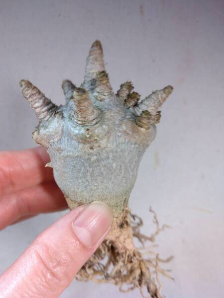 【獅子葉DHA苗】ドーセットホーンエンペラー大苗 adenium dorset horn emperor RN097