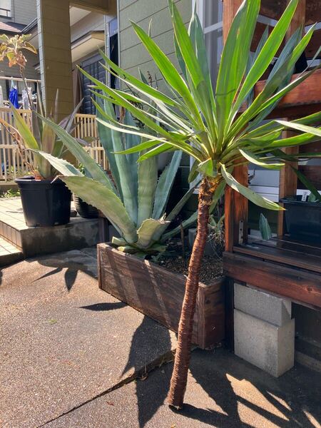Yucca ユッカ キミガヨラン ユッカラン 株立ち 美株 大株 ドライガーデン ロックガーデン