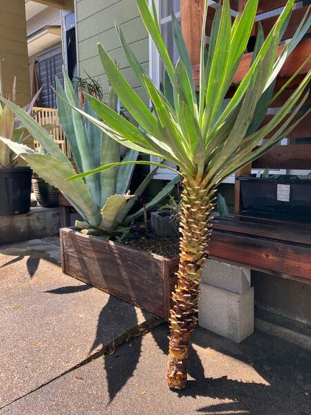 Yucca ユッカ キミガヨラン 太株 特大株立ち シンボルツリー ドライガーデン 幹立