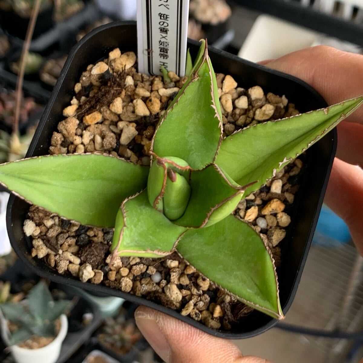 Yahoo!オークション -「雷帝」(アガベ) (観葉植物)の落札相場 Yahoo!オークション -「雷帝」(アガベ) (観葉植物)の落札相場