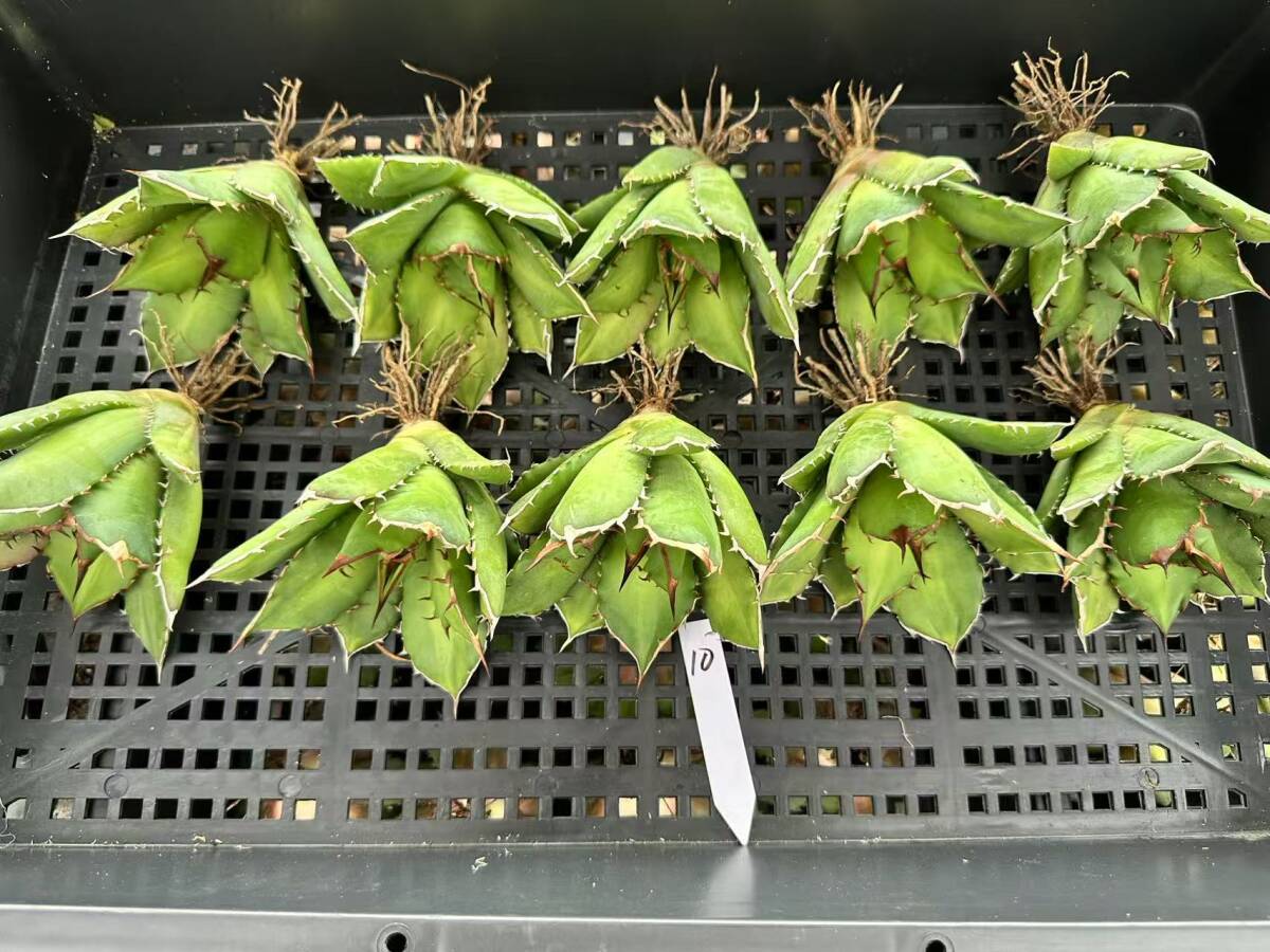 Yahoo!オークション -「太陽神」(観葉植物) の落札相場・落札価格 Yahoo!オークション -「太陽神」(観葉植物) の落札相場・落札価格