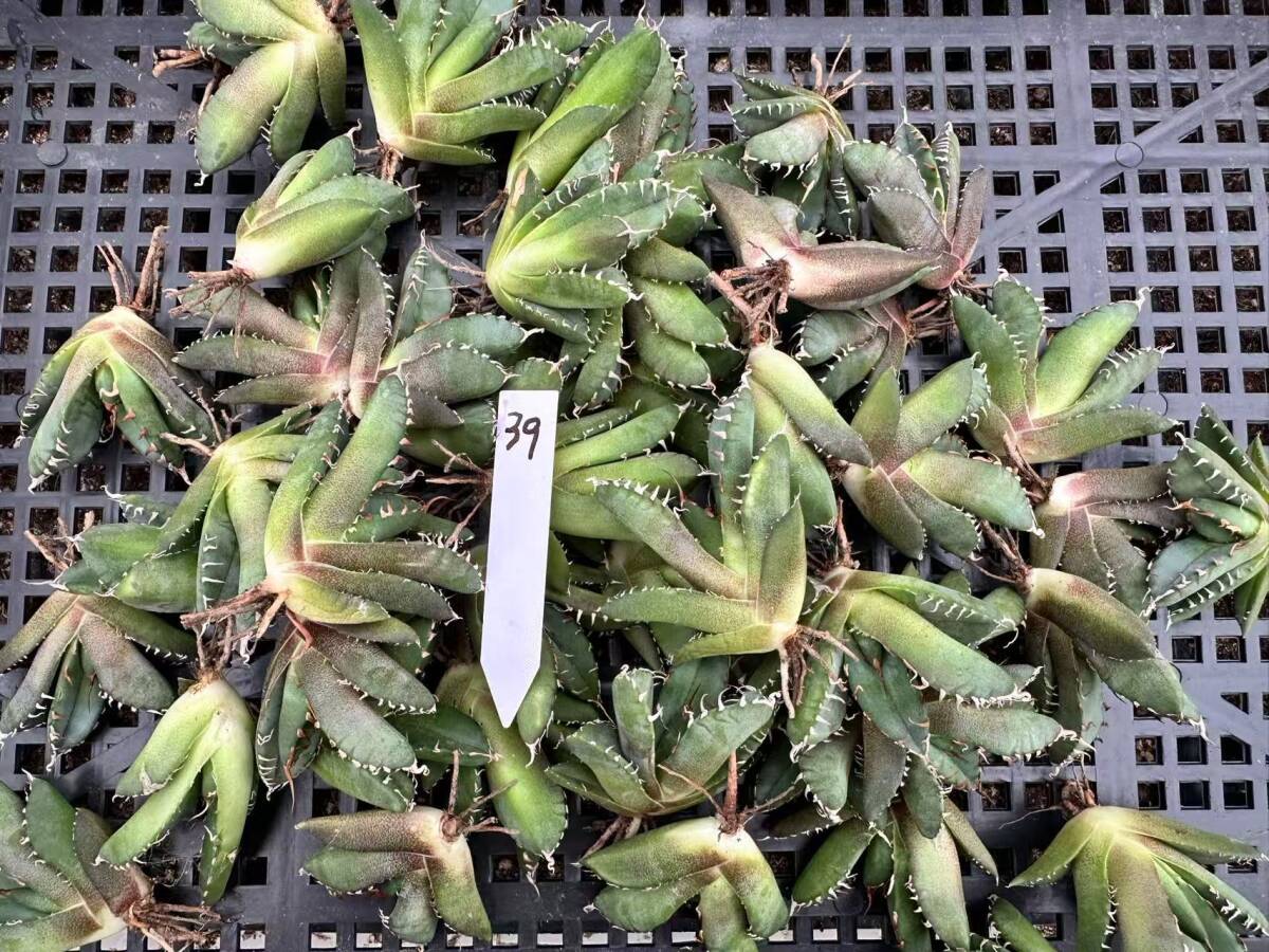 Yahoo!オークション - アガベ 多肉植物 オバティフォリア オルカ