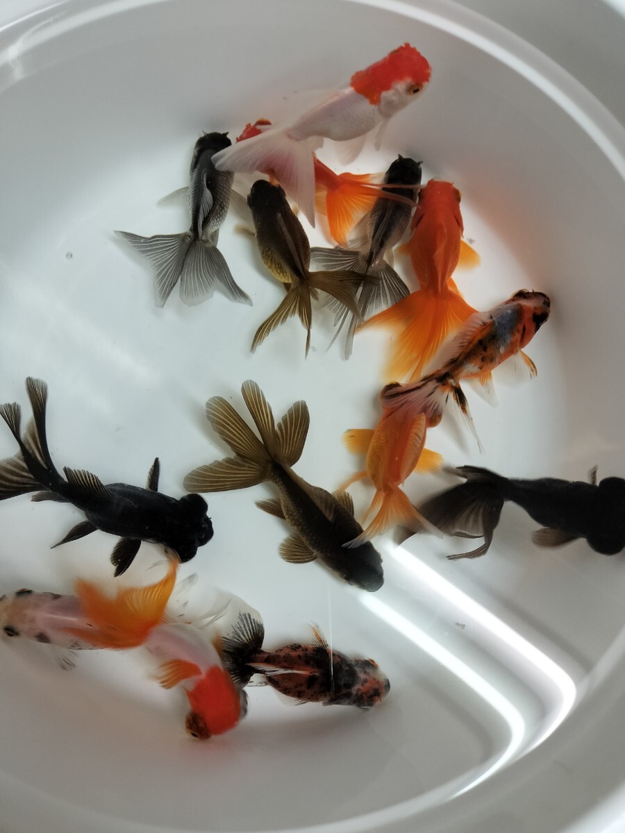 PURE金魚☆国産 赤出目金 2匹 約4cm 流通減ってます 限定