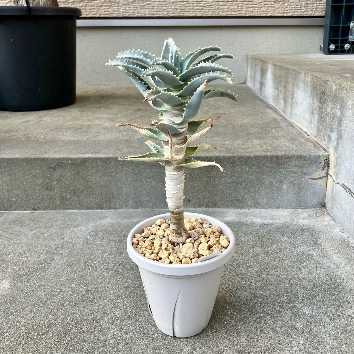 Yahoo!オークション -「アロエ ピランシー」(アロエ) (観葉植物 Yahoo!オークション -「アロエ ピランシー」(アロエ) (観葉植物