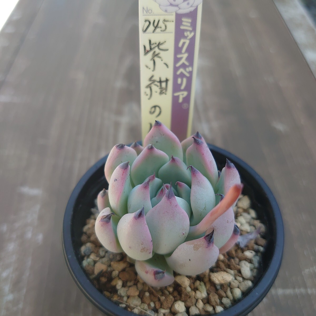 Yahoo!オークション -「多肉植物おらいさん苗 ミックスベリア Yahoo!オークション -「多肉植物おらいさん苗 ミックスベリア
