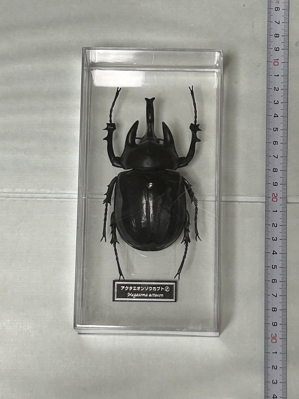 Yahoo!オークション -「アクタエオンゾウカブト」の落札相場・落札価格